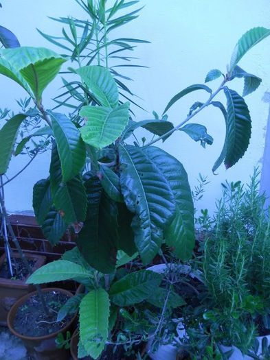 Eriobotrya japonica