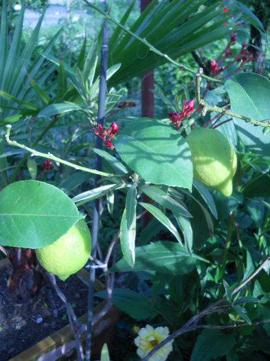 Lamai