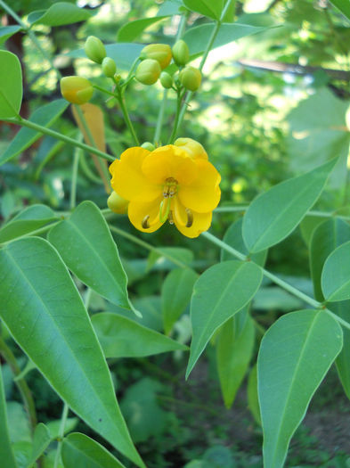 Cassia