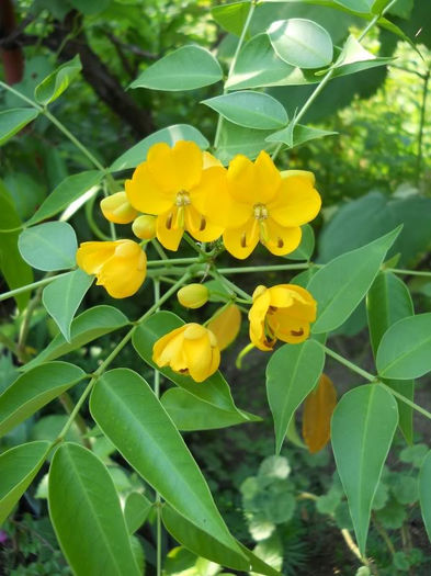 Cassia