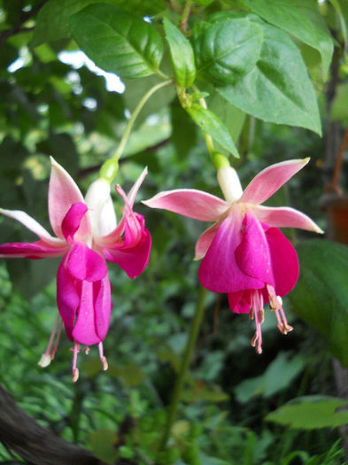 Fuchsia