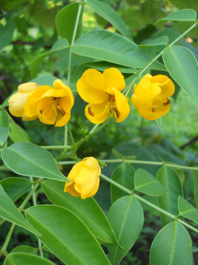 Cassia