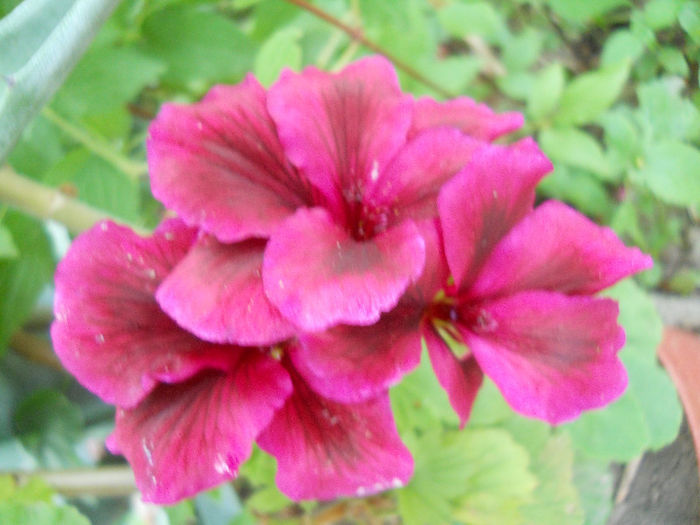 Muscata