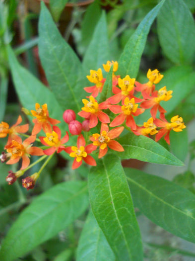 Asclepias curasavica