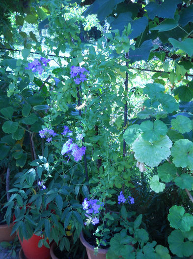 Plumbago