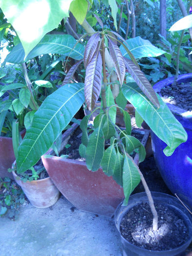 Mango