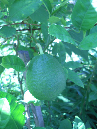 lamaie