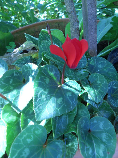 Cyclamen