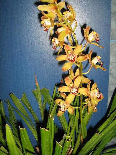 Cimbidium