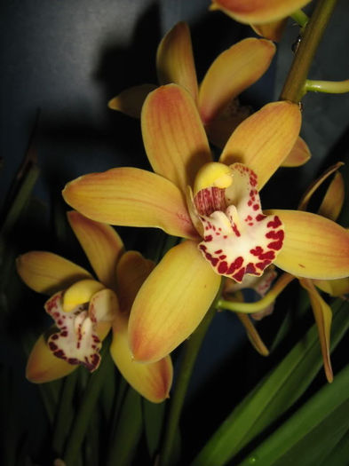 Cimbidium