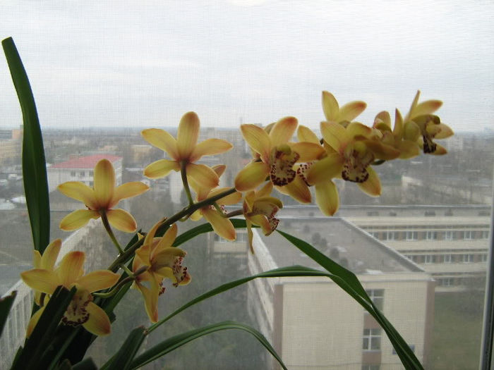 Cimbidium
