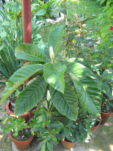 Eriobotrya japonica2