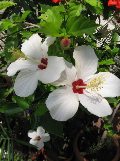 Hibiscus