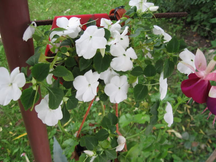 Impatiens