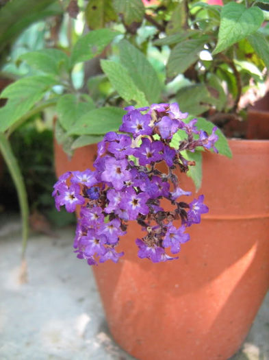 Heliotropium peruvianum