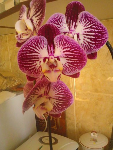 cadou de la fiul meu