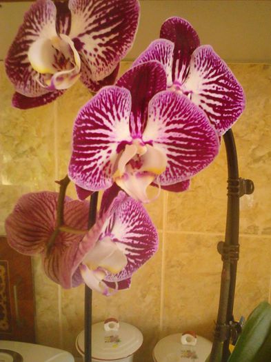 de ziua mea - Orhidee 2012