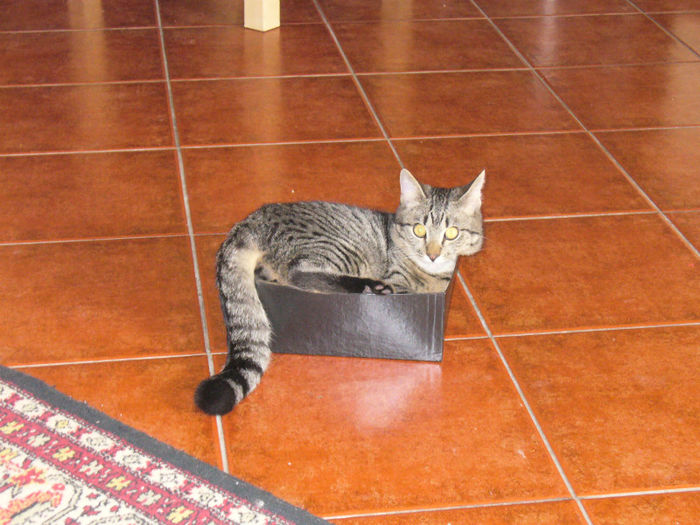 cat de comod este? - animalutele noastre