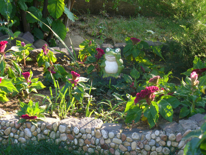 P1140172 - micul meu paradis