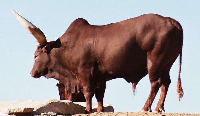 african-17139_640 - vaca watusi africa