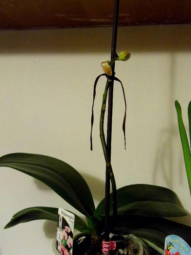 Phalaenopsis alb - Orhidee