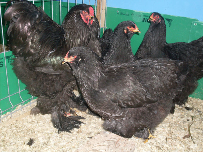 SDC12099 - Brahma Negru 2013 nr1arhiva