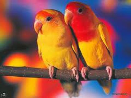  - PaRrOtS