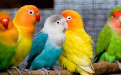  - PaRrOtS