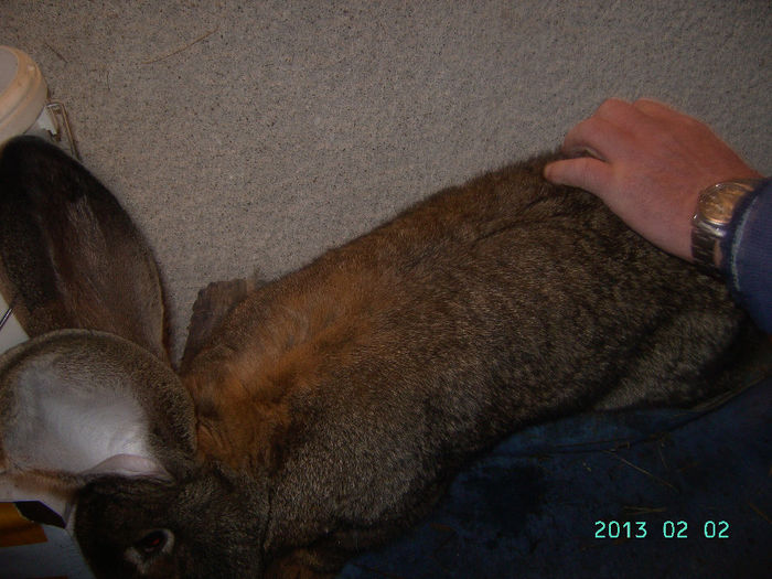 Austria-Germania 02.02.13. 017