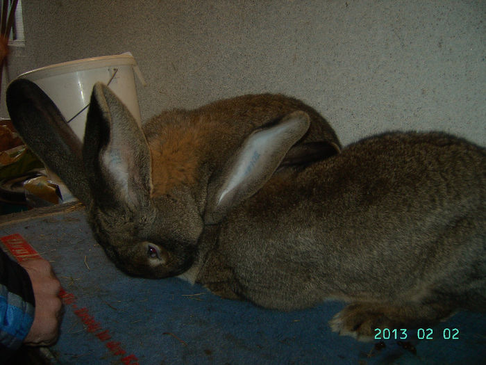 Austria-Germania 02.02.13. 022