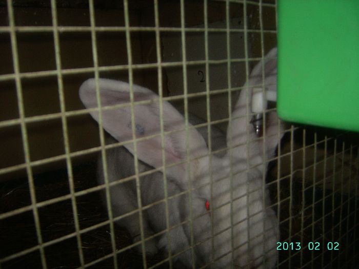 Austria-Germania 02.02.13. 028