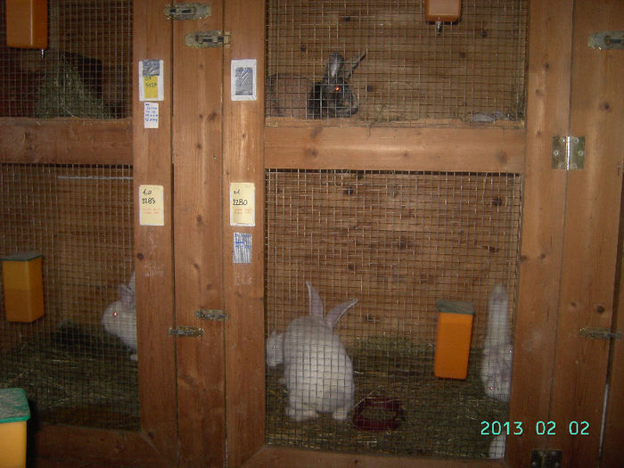 Austria-Germania 02.02.13. 038