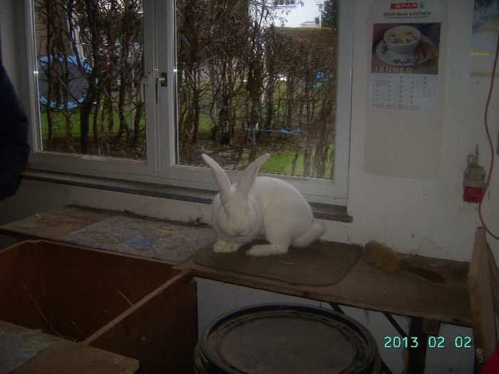 Austria-Germania 02.02.13. 045