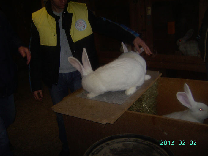 Austria-Germania 02.02.13. 050