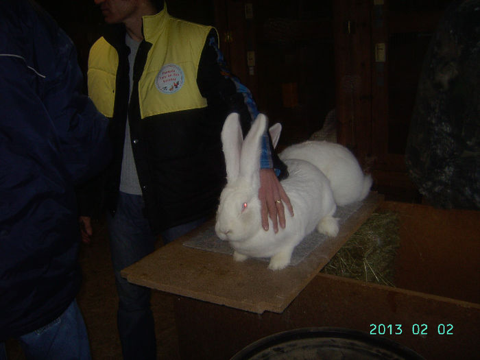 Austria-Germania 02.02.13. 051