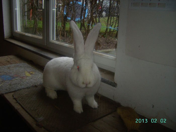 Austria-Germania 02.02.13. 054