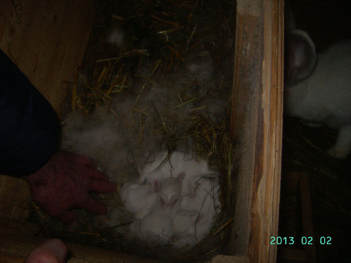 Austria-Germania 02.02.13. 056