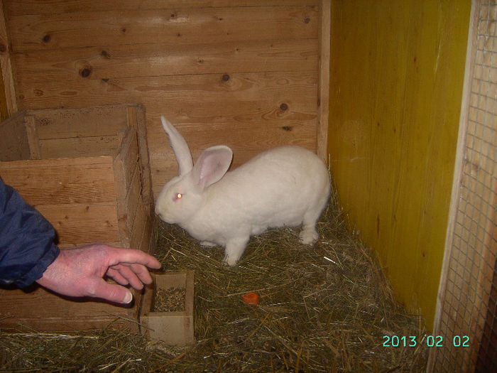 Austria-Germania 02.02.13. 057