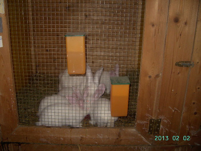 Austria-Germania 02.02.13. 058