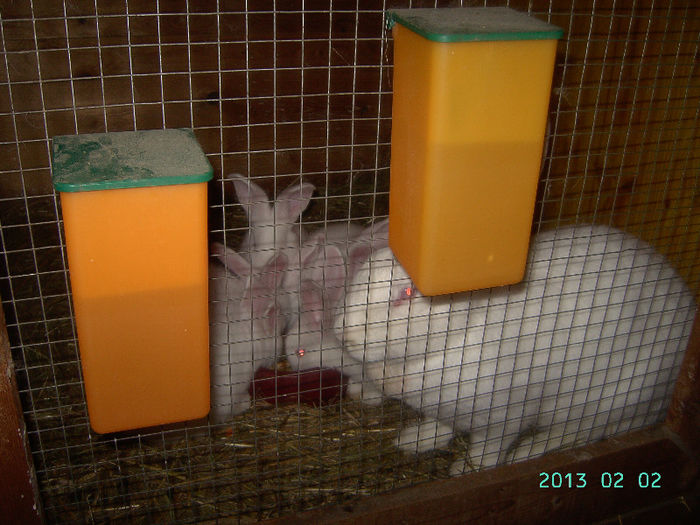 Austria-Germania 02.02.13. 060