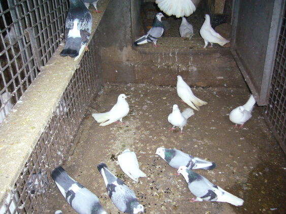 P1050039