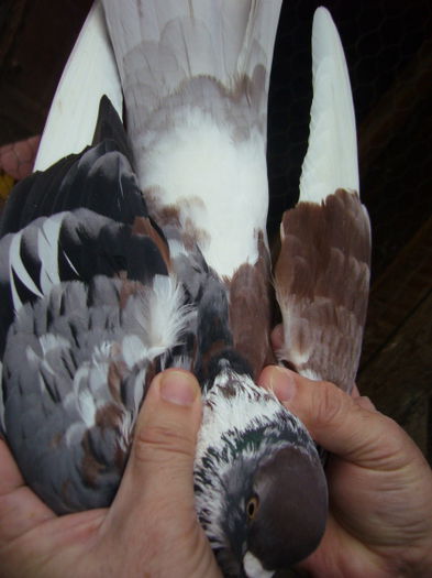 P1050098
