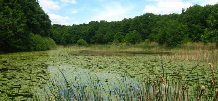 lacul-cu-nuferi-ipotesti - Lacul