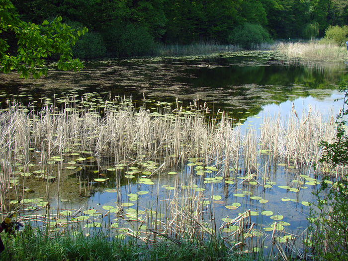 lacul - Lacul