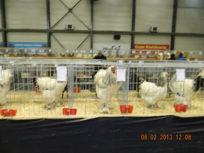 DSCN0644 - expo otopeni 2013