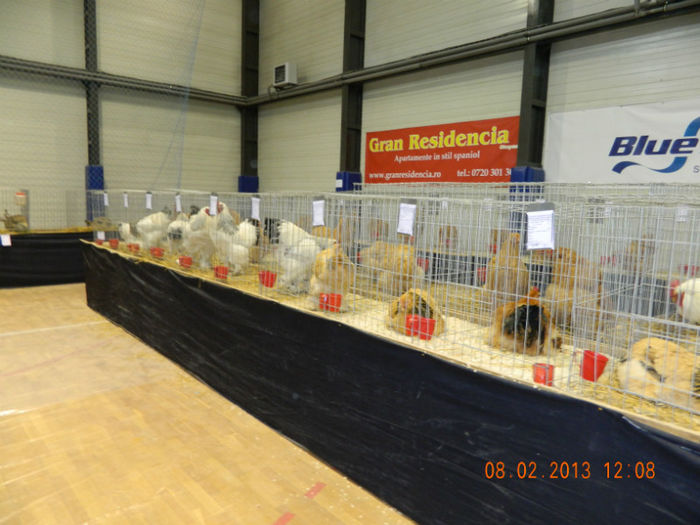 DSCN0648 - expo otopeni 2013