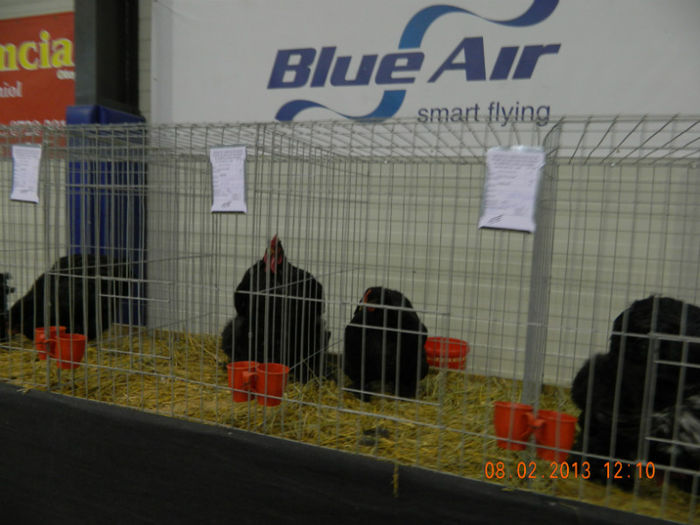 DSCN0674 - expo otopeni 2013