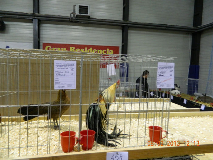 DSCN0723 - expo otopeni 2013