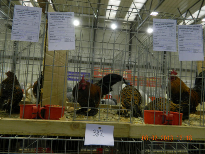 DSCN0789 - expo otopeni 2013