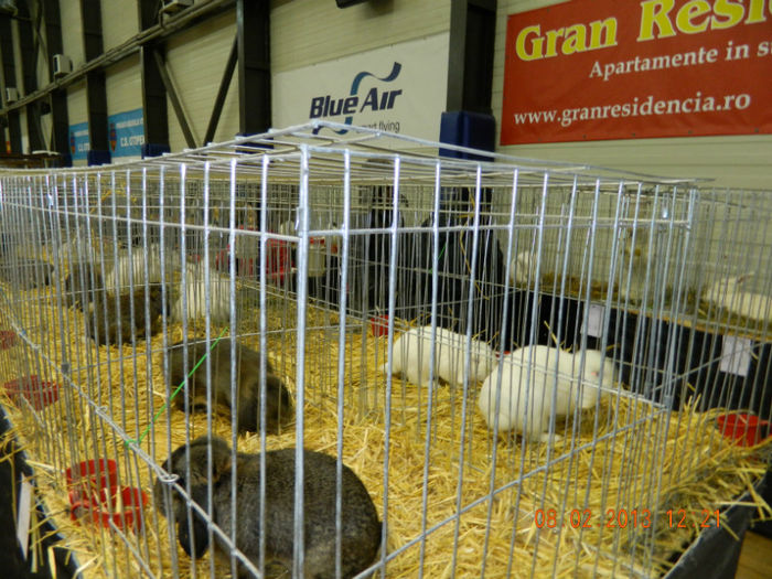 DSCN0827 - expo otopeni 2013